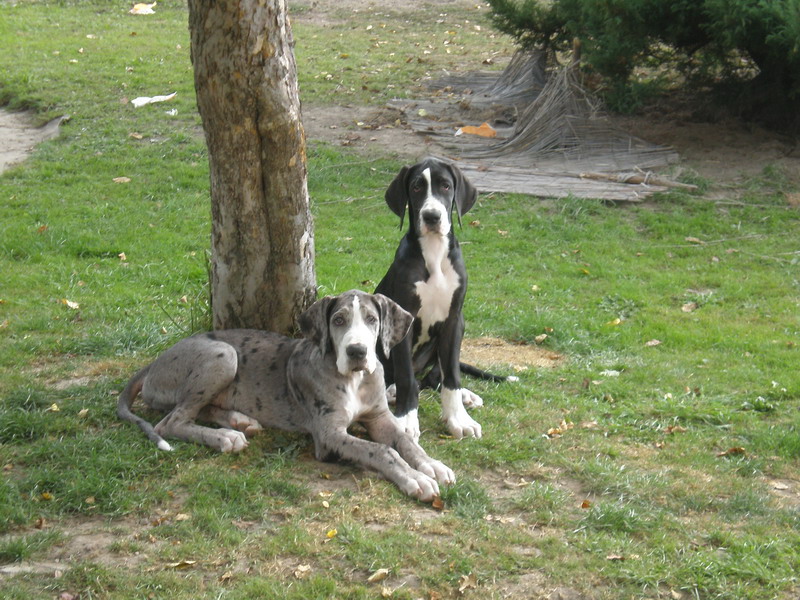 Merlin a Arwen pozují na zahradě